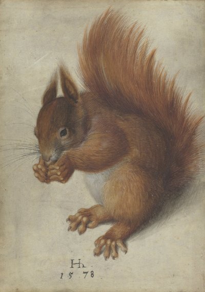 Red Squirrel by Hans Hoffmann